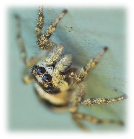 Spider